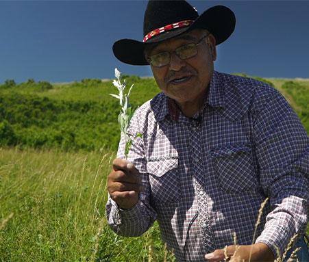 Sage Harvest